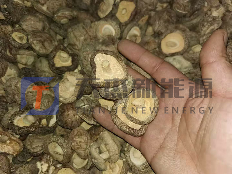 駐馬店香菇烘幹（gàn）機（jī）安（ān）裝生產現場開機大吉