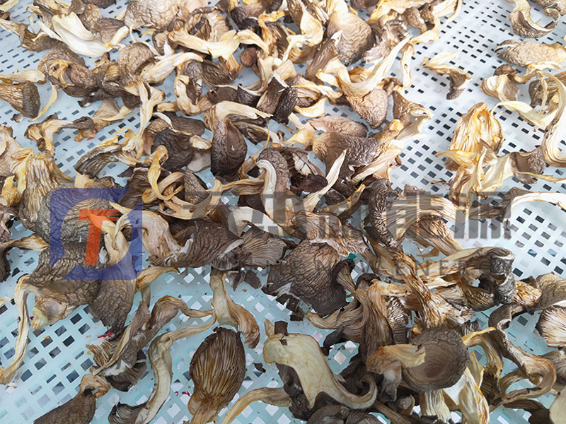 蘑菇烘（hōng）幹機烘幹工（gōng）藝
